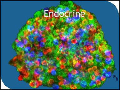 Endocrine