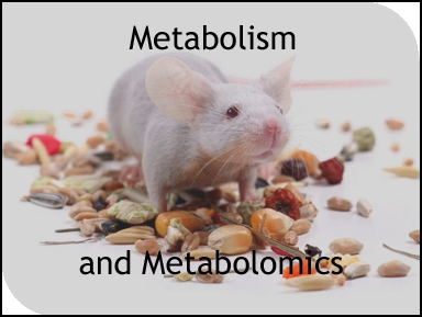 Metabolism
